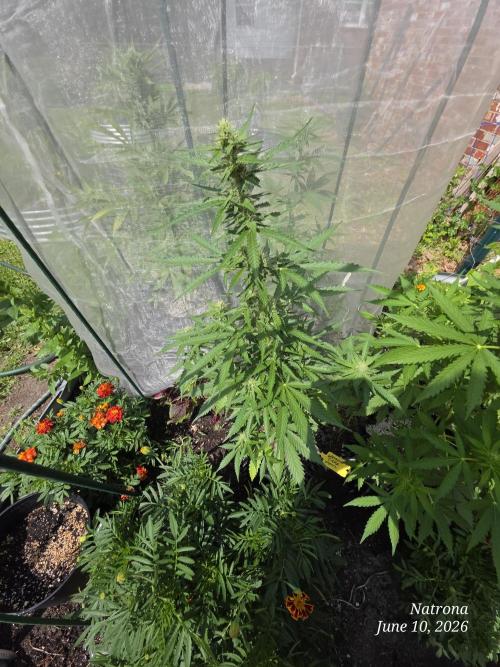 Wedding Cake auto  2026 Outside Grow. Week 3