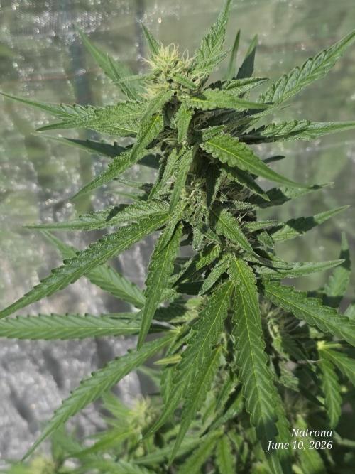Wedding Cake auto  2026 Outside Grow. Week 3