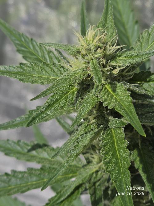 Wedding Cake auto  2026 Outside Grow. Week 3