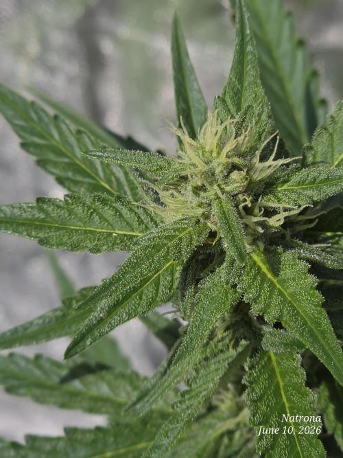 Wedding Cake auto  2026 Outside Grow. Week 3