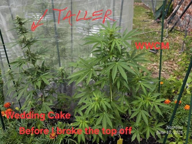 Wedding Cake auto  2026 Outside Grow. Week 3