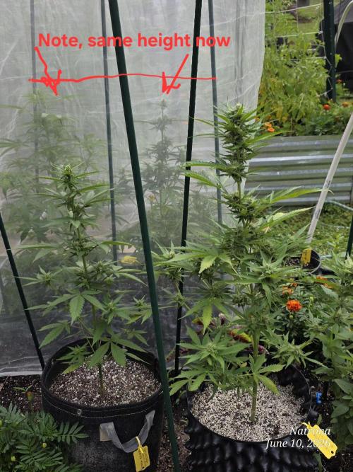 Wedding Cake auto  2026 Outside Grow. Week 3 - From the back side 