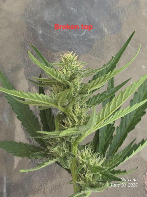 Wedding Cake auto  2026 Outside Grow. Week 3