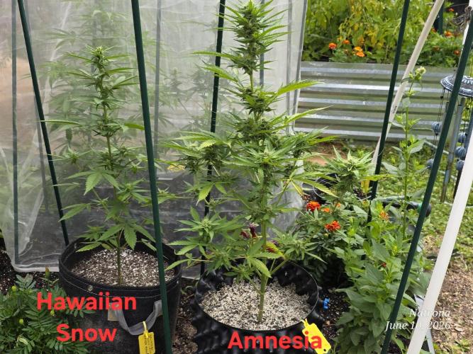 Amnesia auto Outside 2026 SeedSupreme. Week 6