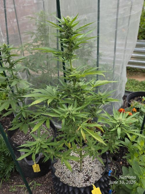 Amnesia auto Outside 2026 SeedSupreme. Week 6