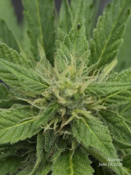 Amnesia auto Outside 2026 SeedSupreme. Week 6