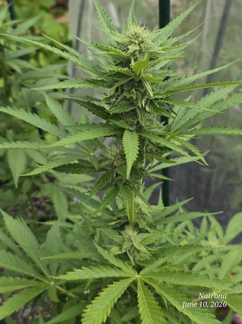 Amnesia auto Outside 2026 SeedSupreme. Week 6