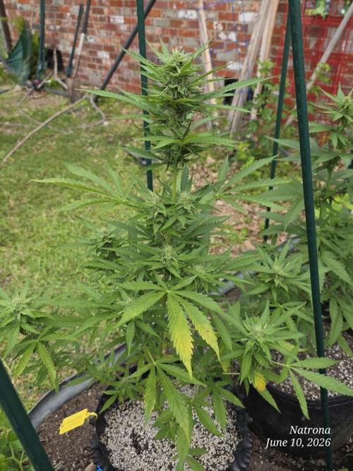 Amnesia auto Outside 2026 SeedSupreme. Week 6