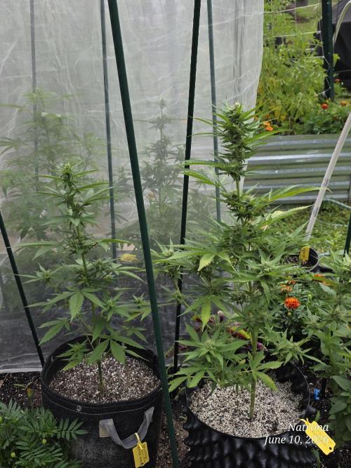 Amnesia auto Outside 2026 SeedSupreme. Week 6