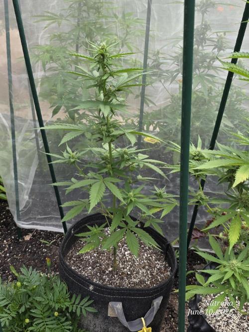 Whorled Phyllotaxy-Hawaiian Snow auto. Week 5