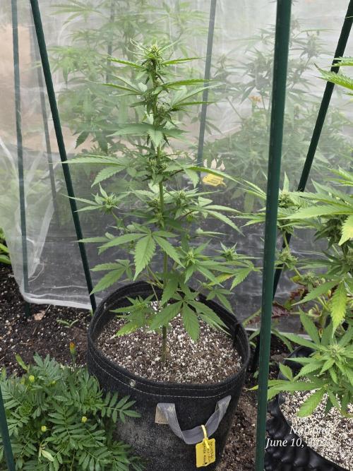 Whorled Phyllotaxy-Hawaiian Snow auto. Week 5