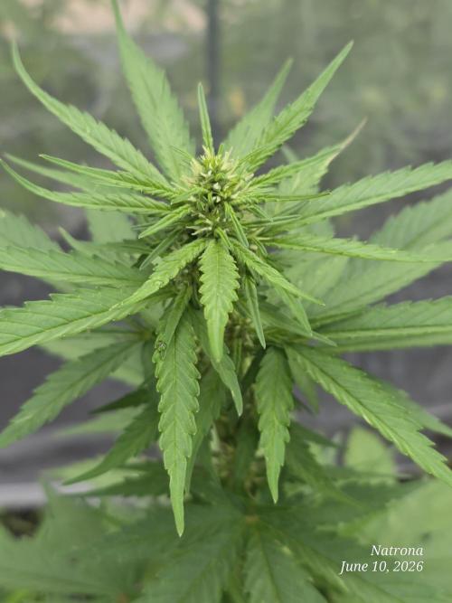 Whorled Phyllotaxy-Hawaiian Snow auto. Week 5