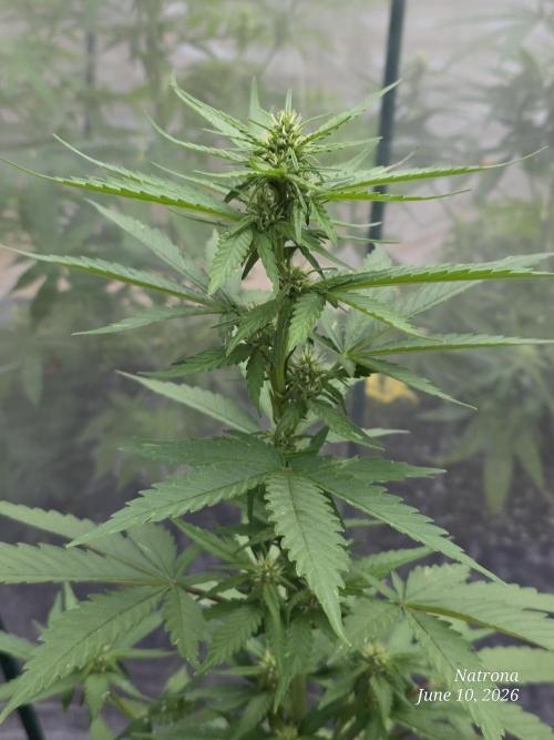 Whorled Phyllotaxy-Hawaiian Snow auto. Week 5