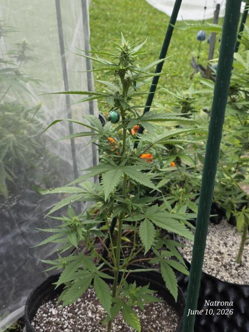 Whorled Phyllotaxy-Hawaiian Snow auto. Week 5