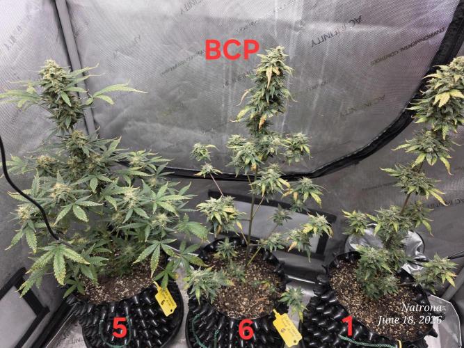 Black Cherry Punch auto -Pyramid Seeds. Week 10