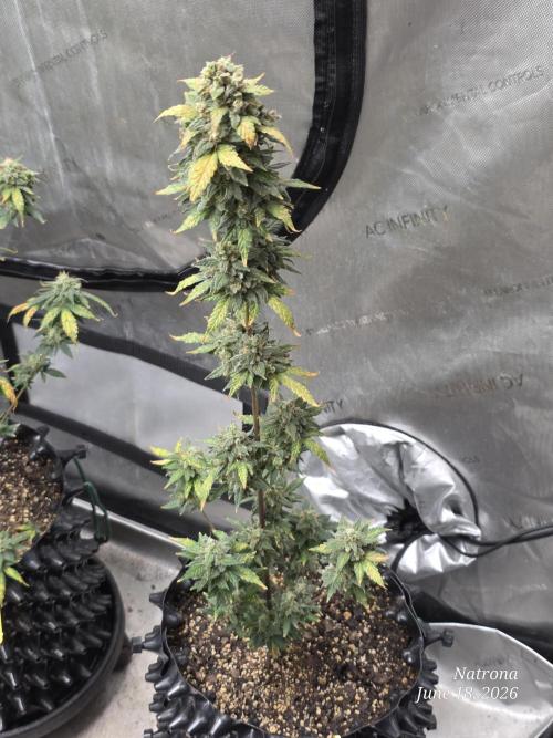 Black Cherry Punch auto -Pyramid Seeds. Week 10
