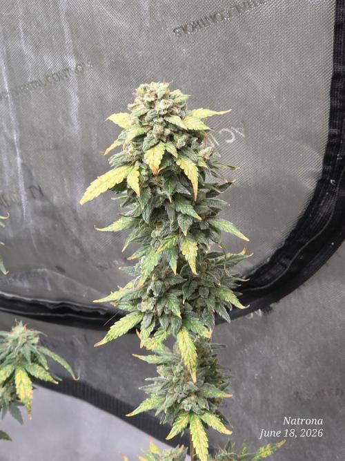 Black Cherry Punch auto -Pyramid Seeds. Week 10