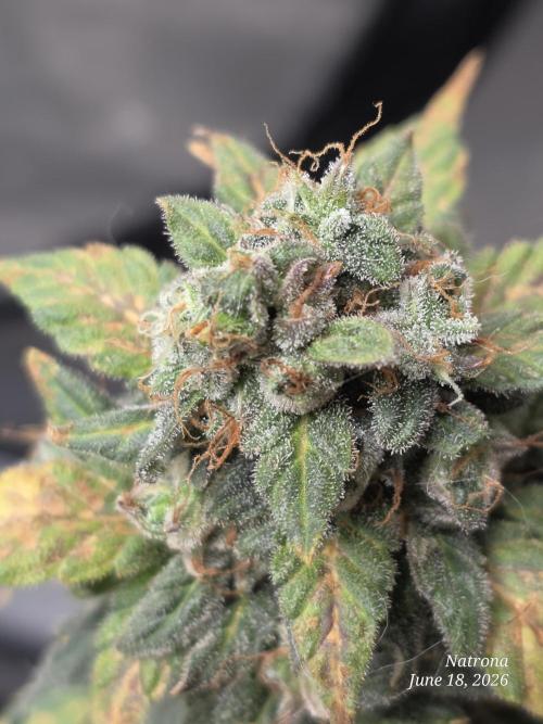 Black Cherry Punch auto -Pyramid Seeds. Week 10
