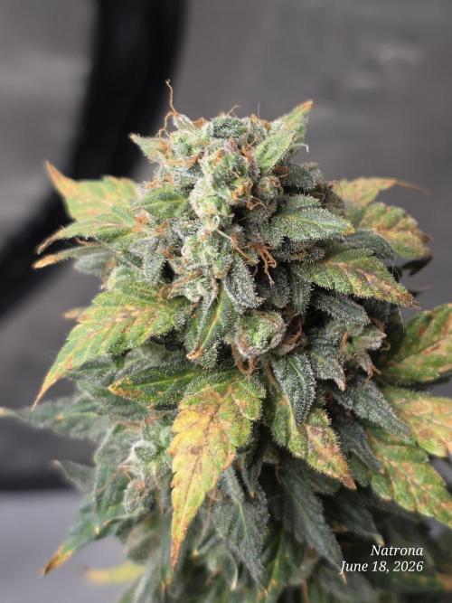 Black Cherry Punch auto -Pyramid Seeds. Week 10