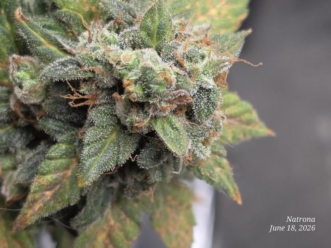Black Cherry Punch auto -Pyramid Seeds. Week 10