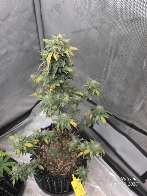 Black Cherry Punch auto -Pyramid Seeds. Week 10