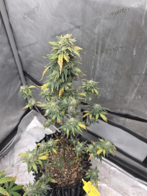 Black Cherry Punch auto -Pyramid Seeds. Week 10