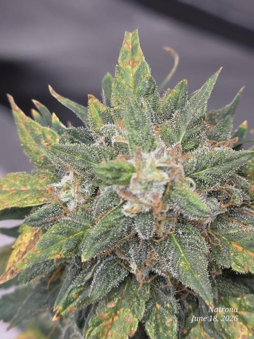 Black Cherry Punch auto -Pyramid Seeds. Week 10