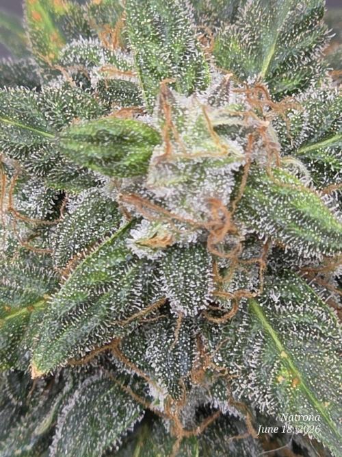 Black Cherry Punch auto -Pyramid Seeds. Week 10