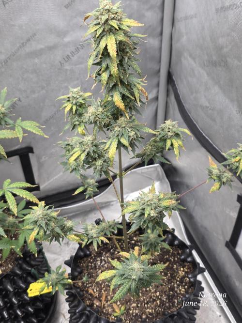 Black Cherry Punch auto -Pyramid Seeds. Week 10