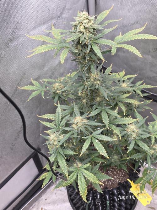 Black Cherry Punch auto -Pyramid Seeds. Week 10