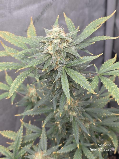 Black Cherry Punch auto -Pyramid Seeds. Week 10