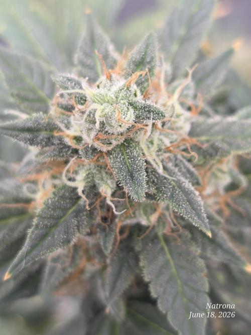 Black Cherry Punch auto -Pyramid Seeds. Week 10