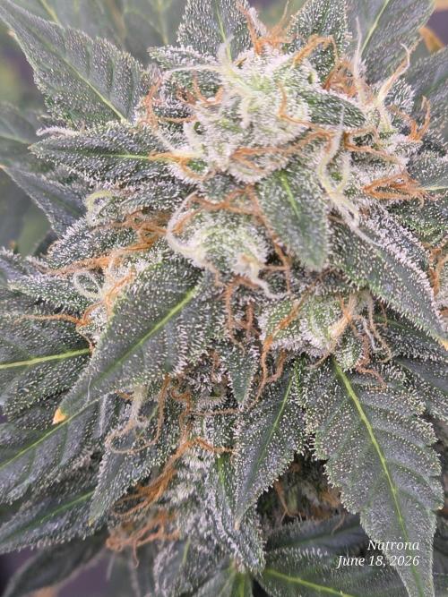 Black Cherry Punch auto -Pyramid Seeds. Week 10