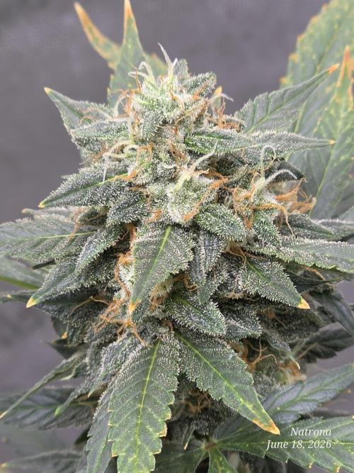 Black Cherry Punch auto -Pyramid Seeds. Week 10