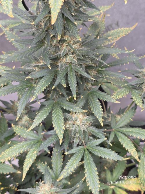 Black Cherry Punch auto -Pyramid Seeds. Week 10