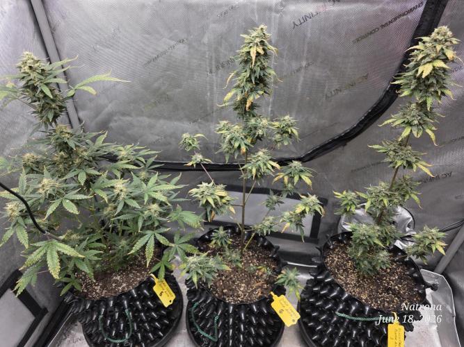Black Cherry Punch auto -Pyramid Seeds. Week 10