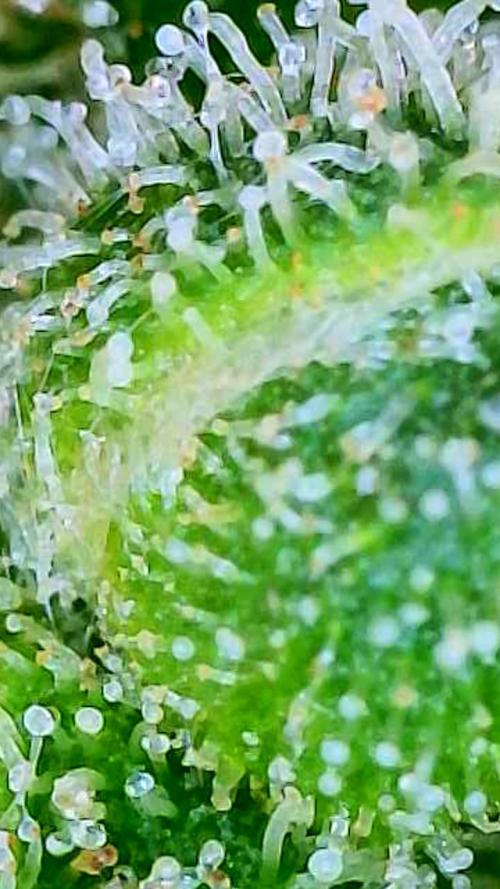 Black Cherry Punch auto -Pyramid Seeds. Week 10