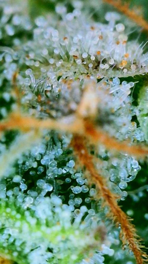 Black Cherry Punch auto -Pyramid Seeds. Week 10