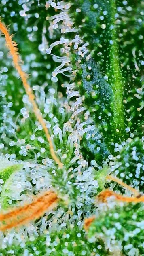 Black Cherry Punch auto -Pyramid Seeds. Week 10