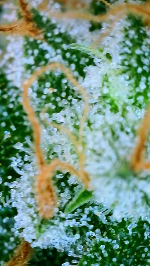 Black Cherry Punch auto -Pyramid Seeds. Week 10