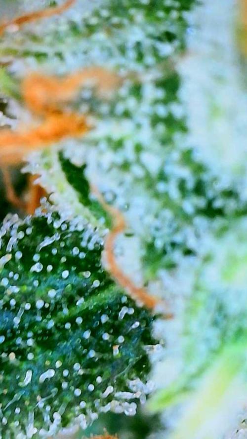 Black Cherry Punch auto -Pyramid Seeds. Week 10