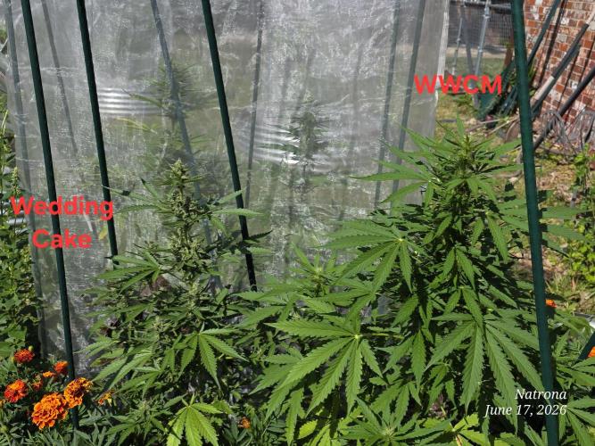 White Widow X Crystal Meth Outside 2026. Week 7