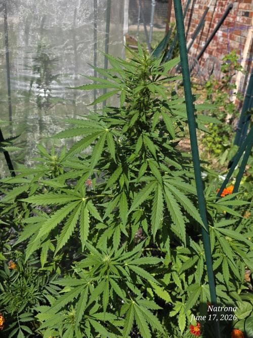 White Widow X Crystal Meth Outside 2026. Week 7