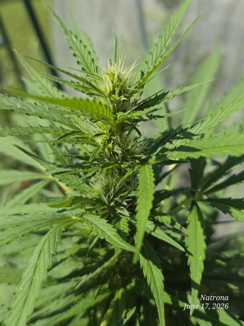 White Widow X Crystal Meth Outside 2026. Week 7