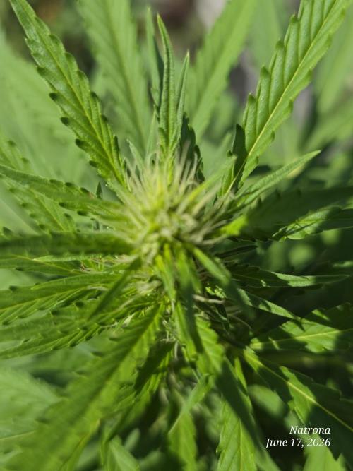 White Widow X Crystal Meth Outside 2026. Week 7
