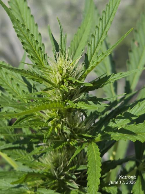 White Widow X Crystal Meth Outside 2026. Week 7