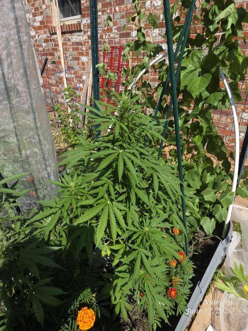 White Widow X Crystal Meth Outside 2026. Week 7