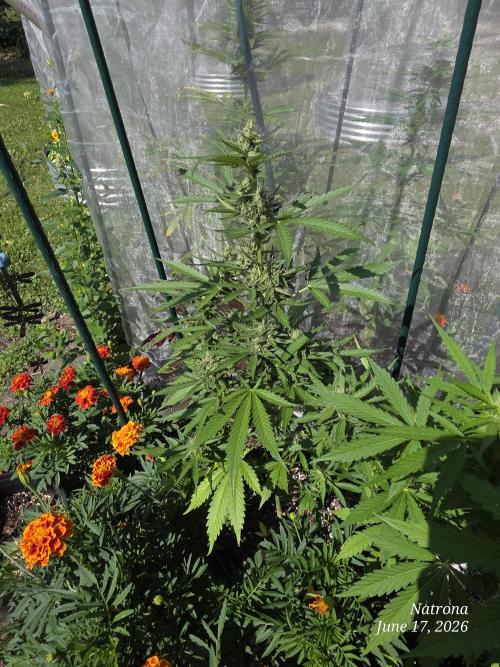 Wedding Cake auto  2026 Outside Grow. Week 4