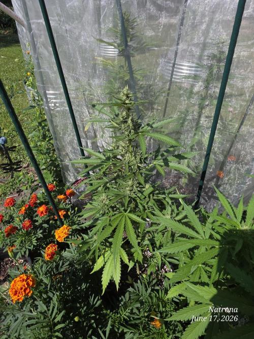 Wedding Cake auto  2026 Outside Grow. Week 4