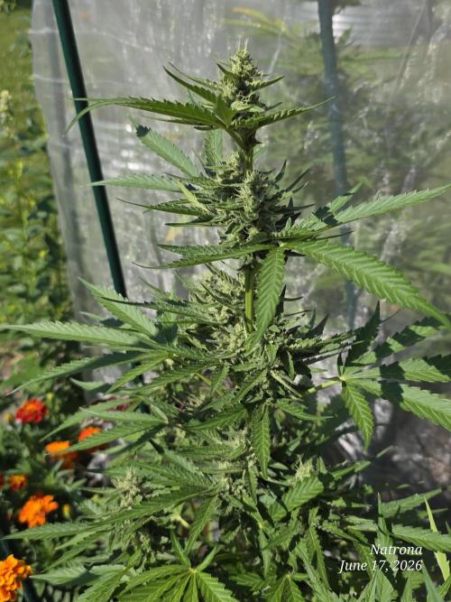 Wedding Cake auto  2026 Outside Grow. Week 4
